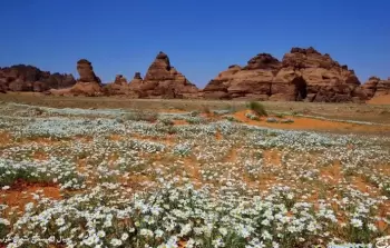 زهور الأقحوان تزين جبال 