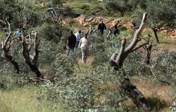 مستوطنون يقتلعون أشجار الزيتون - أرشيف