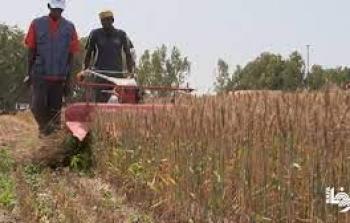 السنغال تحصد الثمح2.jpg