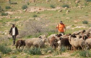 مستوطنون يدمرون محاصيل زراعية في منطقة مسافر يطا