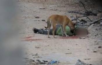 الكلاب الضالة تنهش جثامين الشهداء