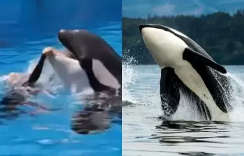 قصة جيسيكا والحوت الأوركا الحقيقة الكاملة - وفاة جيسيكا