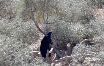 مستوطنون يقطعون أشجار زيتون بالضفة - أرشيف