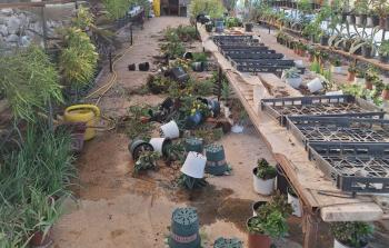 ستوطنون يهاجمون مشتلا ويتلفون محتوياته