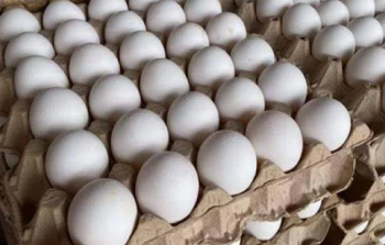 مباحث التموين تضبط 260 طبق بيض