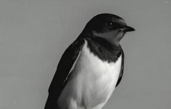 مواعيد عرض مسلسل الخطيفة - رمضان 2026 والقنوات الناقلة