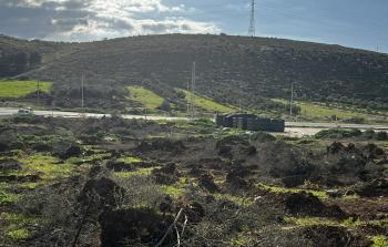 الاحتلال يقتلع أشجار زيتون غرب الخليل