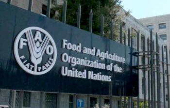 منظمة الأغذية والزراعة التابعة للأمم ​المتحدة (فاو)