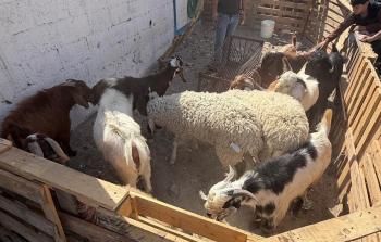للعام الثالث.. الأضاحي تغيب عن غزة