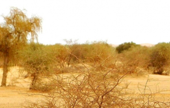 الصحراء في الجزائر 