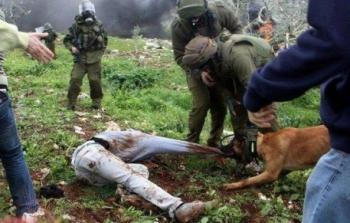 كلاب الجيش الاسرائيلي تعض فلسطينيا