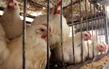 اسعار الدجاج في غزة اليوم السبت
