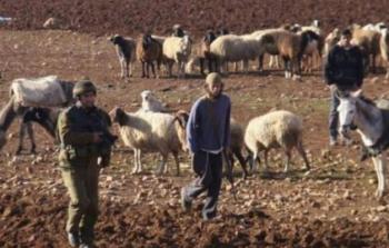 مستوطنون يطلقنون العنان لأبقارهم برعي محاصيل الفلسطينيين بالأغوار الشمالية