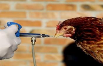 انفلونزا الطيور