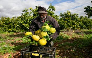وزارة الزراعة: خطة لإنعاش وحماية الصادرات الزراعية الفلسطينية