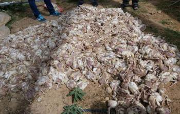 اضرار المرتفع الجوي في غزة