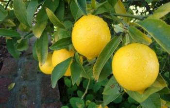 محصول الليمون