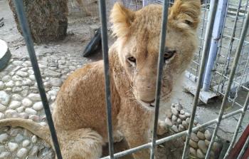 نقل 40 حيوان من غزة إلى محمية في الأردن