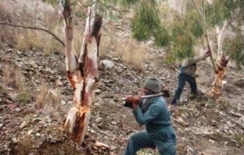 مواطنون يقطعون أشجارا معمرة