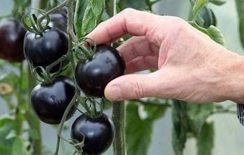 نجاح تجربة زراعة طماطم سوداء في غزة