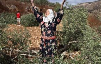 الاحتلال يقتلع اشجار الزيتون في قلقيلية / ارشيفية