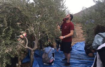 فلسطينيو لبنان يشاركون في قطف الزيتون