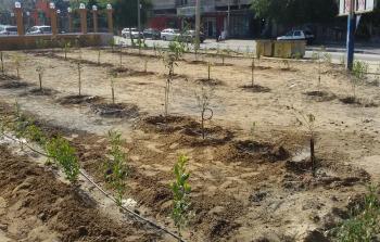بلدية غزة تدعو للحفاظ على الأشجار المزروعة في الشوارع والأماكن العامة