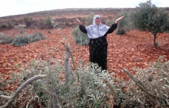 مسنة فلسطينية تبكي بعد أن قطع الاحتلال أشجار الزيتون-أرشيف