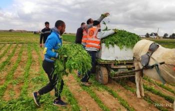 زراعة غزة تتلف كميات من المزروعات المصابة بالمبيدات السامة