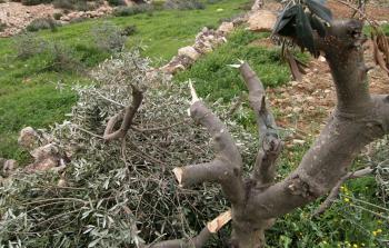 200 شجرة زيتون يقطعها الاحتلال شرق سلفيت - ارشيفية