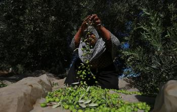 قطف الزيتون في غزة - ارشيف