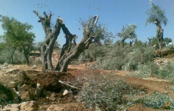 مستوطنون يدمرون أشجار الزيتون في شمال رام الله