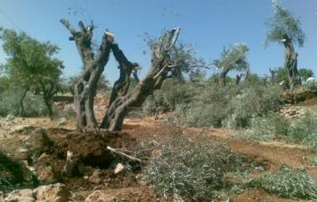 مستوطنون يقتلعون أشجار زيتون ارشيف