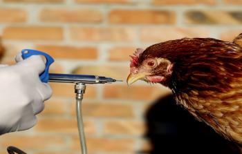الدجاج وانفلونزا الطيور - توضيحية -
