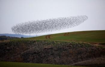 هجرة الطيور في فلسطين