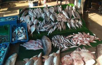 أسماك غزة - توضيحية