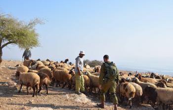 رعاة الأغنام في الأغوار الشمالية - أرشيفية