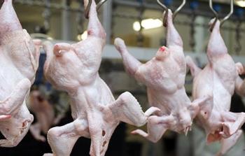 سعر كيلو الدجاج في غزة اليوم