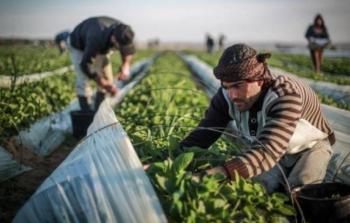 مزارعو غزة تضرروا بفعل السياسات الإسرائيلية