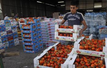 تصدير البندورة من غزة للضفة الغربية