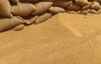 مصر  تمدد قرار شراء القمح المستورد لتسعة أشهر قادمة 