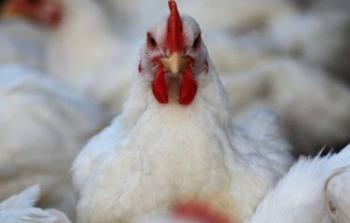 سعر كيلو الدجاج في غزة - تعبيرية