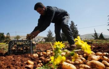 المنتجات الزراعية الفلسطينية