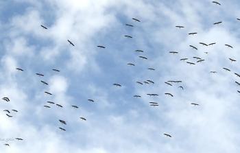 الطيور المهاجرة في سماء غزة