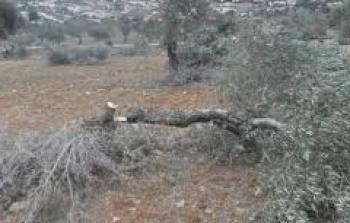 اقتلاع شجر الزيتون