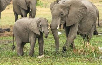 وفاة خمسة فيلة خلال محاولتهم إنقاذ فيل صغير