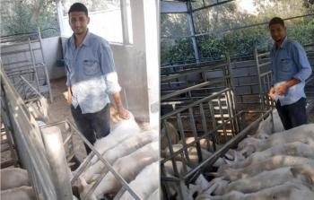 الشاب الزعانين يربي سلاسة ماعز سويسرية لأول مرة في غزة 