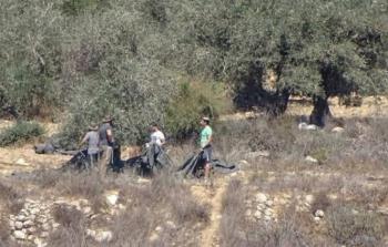 مستوطنون يسرقون الزيتون من أراضي المواطنين