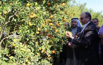 الزراعة في غزة تفتتح موسم الحمضيات للعام 2019