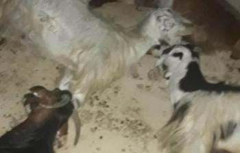 نفوق 60 رأسا من الماشية بسموم رشها مستوطنون في الأغوار